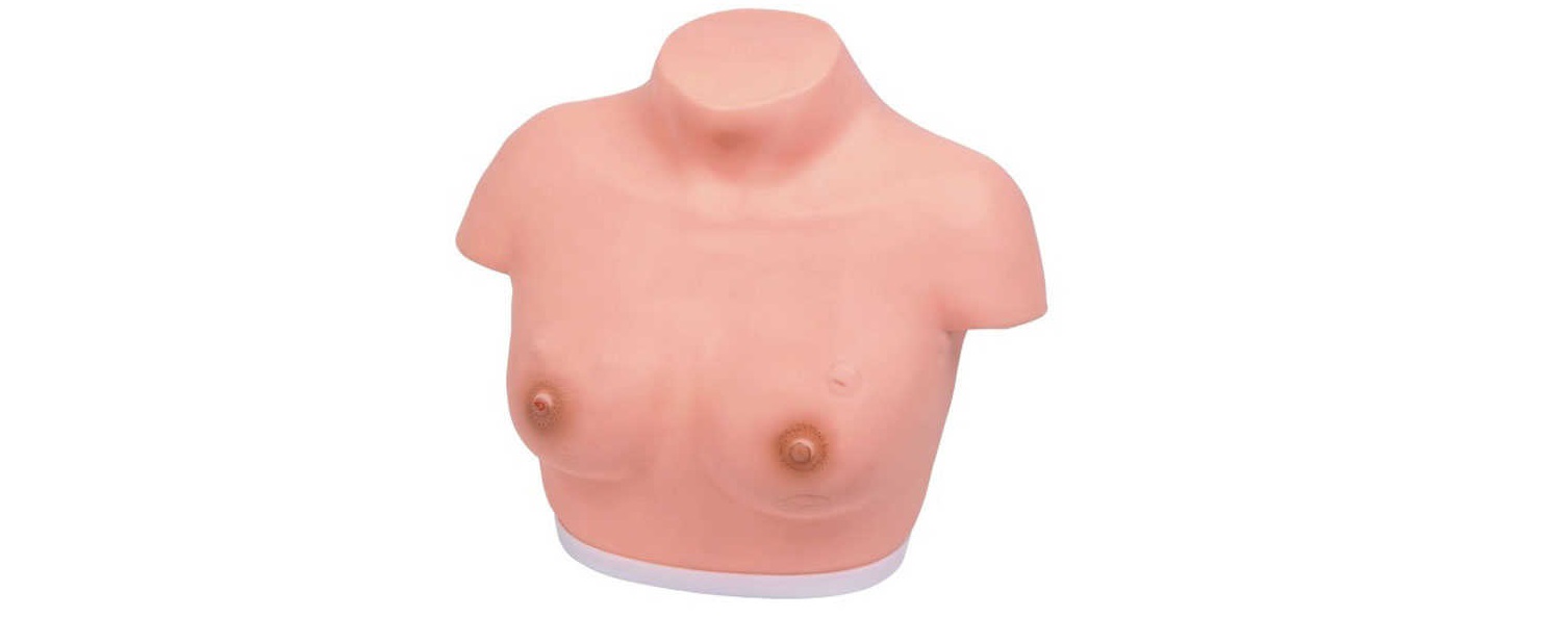 Breast Inspection and Palpation Model